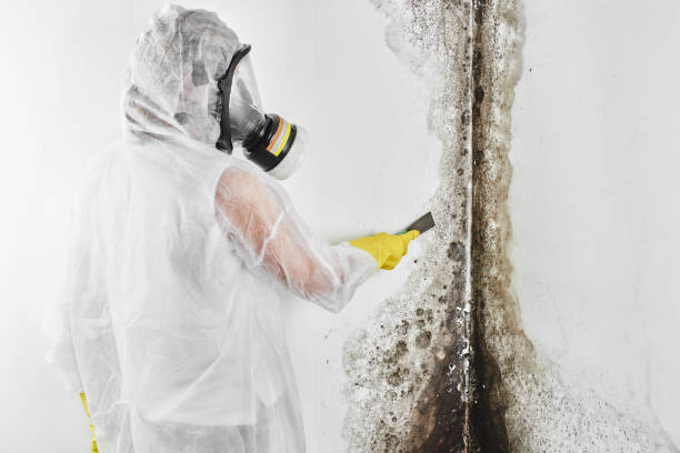 Best Toxic Mold Removal  in Fortville, IN