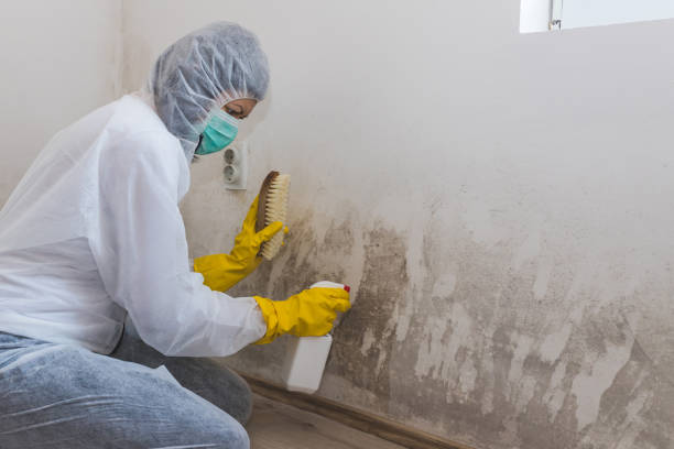 Best Local Mold Removal Service  in Fortville, IN