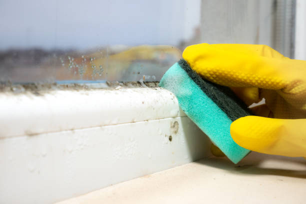Best Office Mold Removal Services  in Fortville, IN