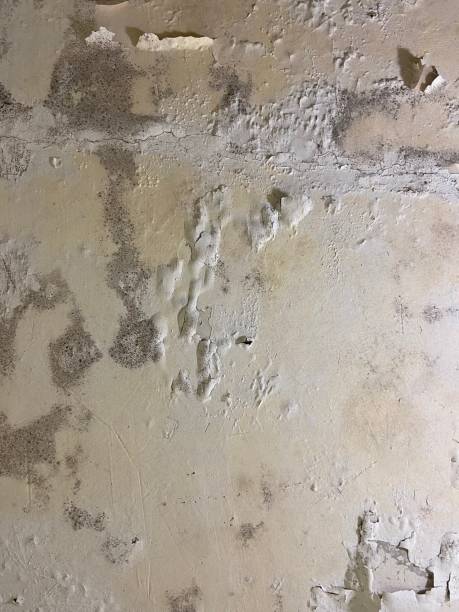Best Emergency Mold Removal  in Fortville, IN