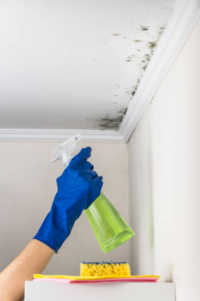 Best Commercial Mold Removal  in Fortville, IN